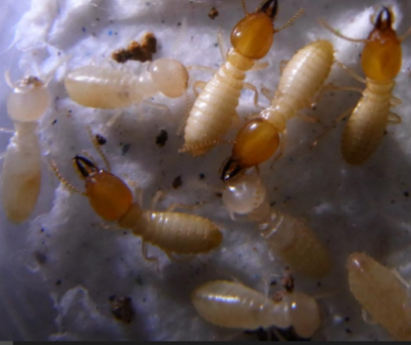 Asian subterranean termite